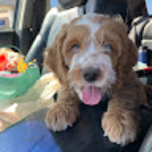 Meet your Posher, Ayla